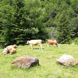 Loana-mucche-Laura-Minacci